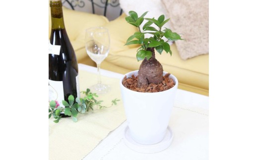 【観葉植物】幸せを見守る樹 ガジュマル 5号 ホワイト陶器鉢 丸ロング 土の表面:ウッドチップ 【観葉植物 インテリア 部屋 おしゃれ 福岡県 筑前町 送料無料 AG012】