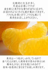 木成り八朔6kg（大小混合）《ご家庭用》ちょっと訳あり　和歌山県より農園直送！まごころ産直みかん【北海道・沖縄県・一部離島 配送不可】はっさく　ハッサク　みかん  わけあり 訳アリ　樹上完熟