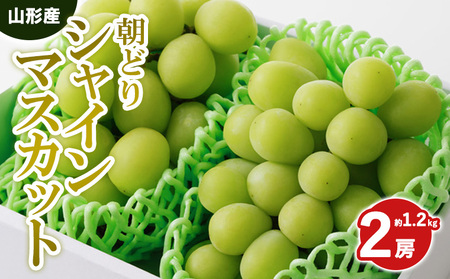 朝どりシャインマスカット 秀品 2房 約1.2kg【令和8年産先行予約】 FS25-589 くだもの 果物 フルーツ 山形 山形県 山形市 2026年産