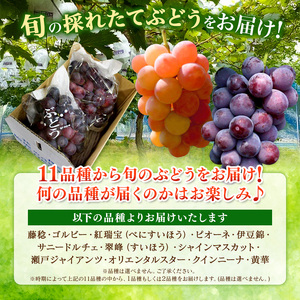 【先行予約】ご自宅用船坂ぶどう 約1kg（2～3房）| 船坂ぶどう ぶどう フルーツ 兵庫県 上郡町 発送は2026年8月16日～2026年10月10日頃予定】