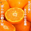 【ふるさと納税】【令和7年1月配送】甘さ凝縮「ポンカン」約5kg