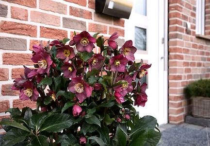 【先行予約】 花 クリスマスローズ 鉢植え 氷の薔薇 ベノッタ 開花株 4.5号 冬 季節 ガーデン ガーデニング 庭 贈答 プレゼント ギフト 植物 2025年12月中旬より発送開始 オンライン決済