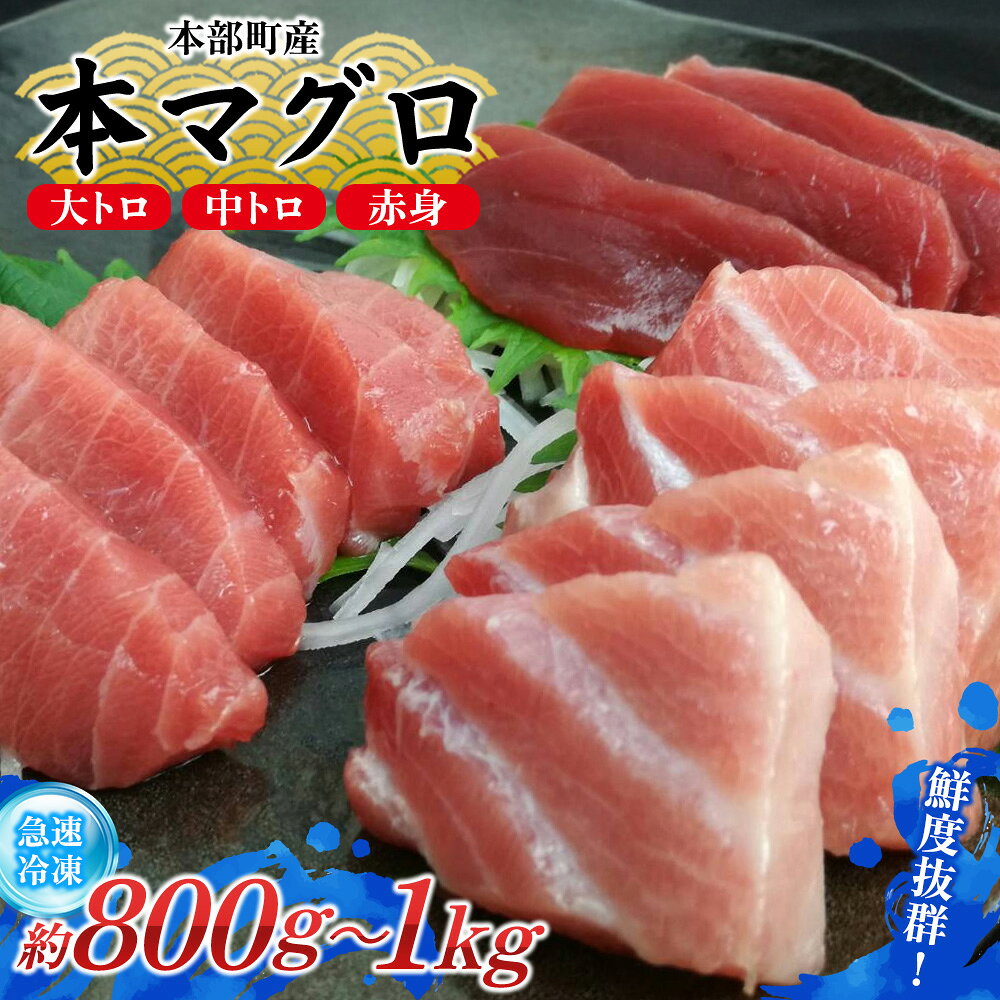 【ふるさと納税】本部町産　本マグロづくし（大トロ・中トロ・赤身）約800g～1000g