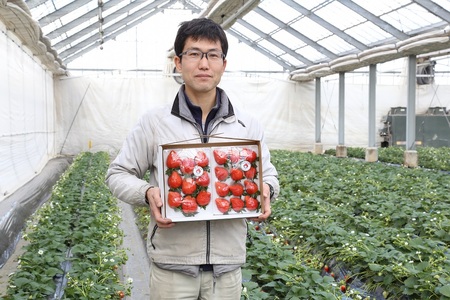 【2026年 先行予約】いちご 箱入り大粒いちご 『やよいひめ』 約400g【群馬県いちご品評会入賞！】