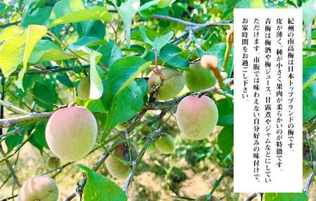 【2025年7月上旬～出荷予定】梅 冷凍 青梅 南高梅 3kg ( 1kg × 3袋 ) 秀品 2L or Lサイズ 和歌山県産 紀州有田  【みかんの会】