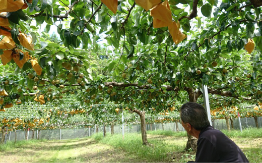 【 数量限定 早期受付 】マルミネ農園 の 竹島梨 5kg （7～15個） 国産 高知 四万十市 四万十 しまんと 梨 ナシ 幸水 豊水 凛花 なし 果物 くだもの 新鮮 農園 フルーツ デザート お