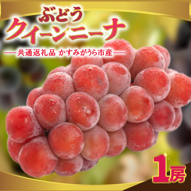 クインニーナ1房 ＜2026年9月より順次発送＞ (県内共通返礼品:かすみがうら市産) 先行予約 ぶどう ブドウ 葡萄 フルーツ 茨城 新鮮 (BR158)