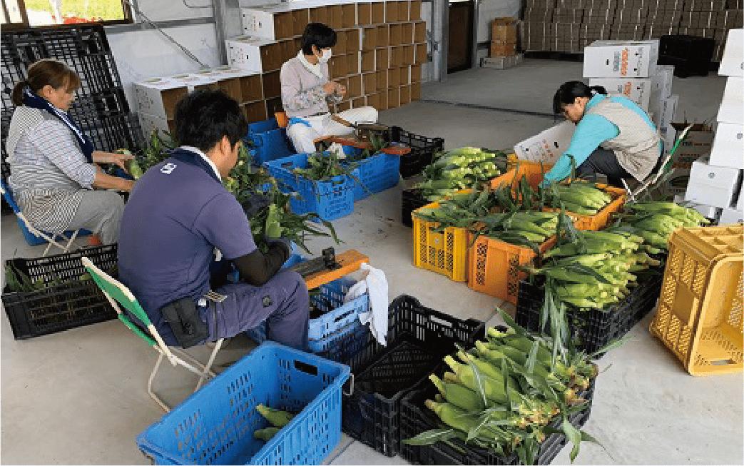 2026年5月中旬～発送【厳選とうもろこし】指宿産ホワイトコーン10本(わくわくファームたがわ/A-226) とうもろこし コーン トウモロコシ ホワイトコーン 国産 鹿児島 県産 旬 野菜 旬野菜 