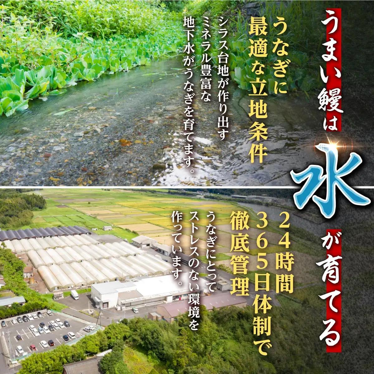 どーんとお届け！特大50尾　鹿児島県産うなぎ 長蒲焼 | 国産 うなぎ 鰻 蒲焼 かばやき 魚 魚介 魚貝 海鮮 うな重 ひつまぶし ギフト 人気 おすすめ 土用丑の日 鹿児島県 大崎町 大隅半島