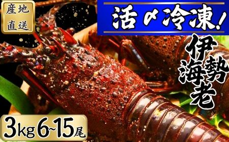 【 伊勢海老 】 活〆冷凍伊勢海老 3㎏