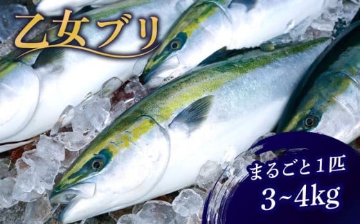 乙女 ブリ まるごと 1本 3 ～ 4kg 下処理なし ブランド 鰤 ぶり ブリ 冷蔵 しゃぶ 高知県 須崎市 高知 鰤 年末 正月 KS0331-2x