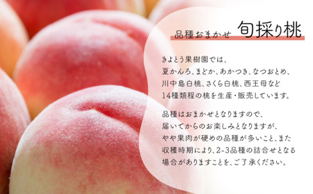 【定期便】【きよとうファーム】量より質！桃5-7玉とピオーネ＆シャインマスカット大２房の上級品(定期便)(岡山県産) / もも ピオーネ ぶどう シャインマスカット 果物 フルーツ 岡山 真庭市 きよ