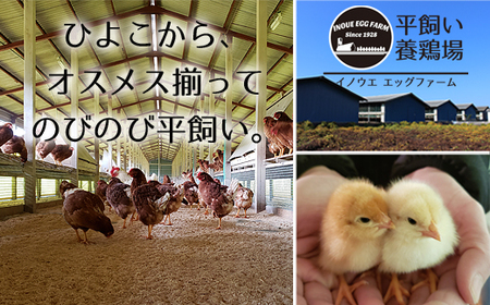 【11ヶ月定期便】《かながわブランド認定》平飼い有精卵さがみっこ 30個×11か月 | 平飼い ケージフリー 卵 有精卵 鶏卵 玉子 たまご 生卵 国産 濃厚 コク 旨味 ※離島への配送不可