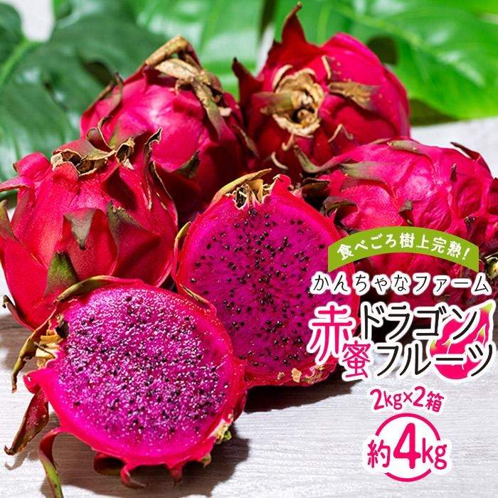 【ふるさと納税】奄美産 食べごろ樹上完熟『赤蜜ドラゴンフルーツ』2kg×2箱セット＜北海道・沖縄県配送不可＞ | 果物 くだもの フルーツ お取り寄せ グルメ 人気 おすすめ 九州 奄美 奄美大島 鹿児島 鹿児島県 送料無料 先行受付