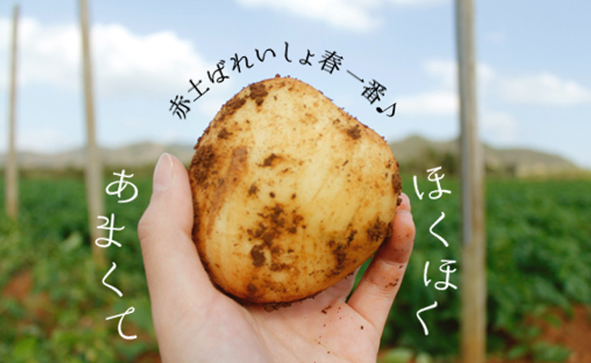 徳之島 天城町産 赤土ばれいしょ 新じゃが 春一番 10kg L～2L 混合サイズ ジャガイモ じゃがいも バレイショ