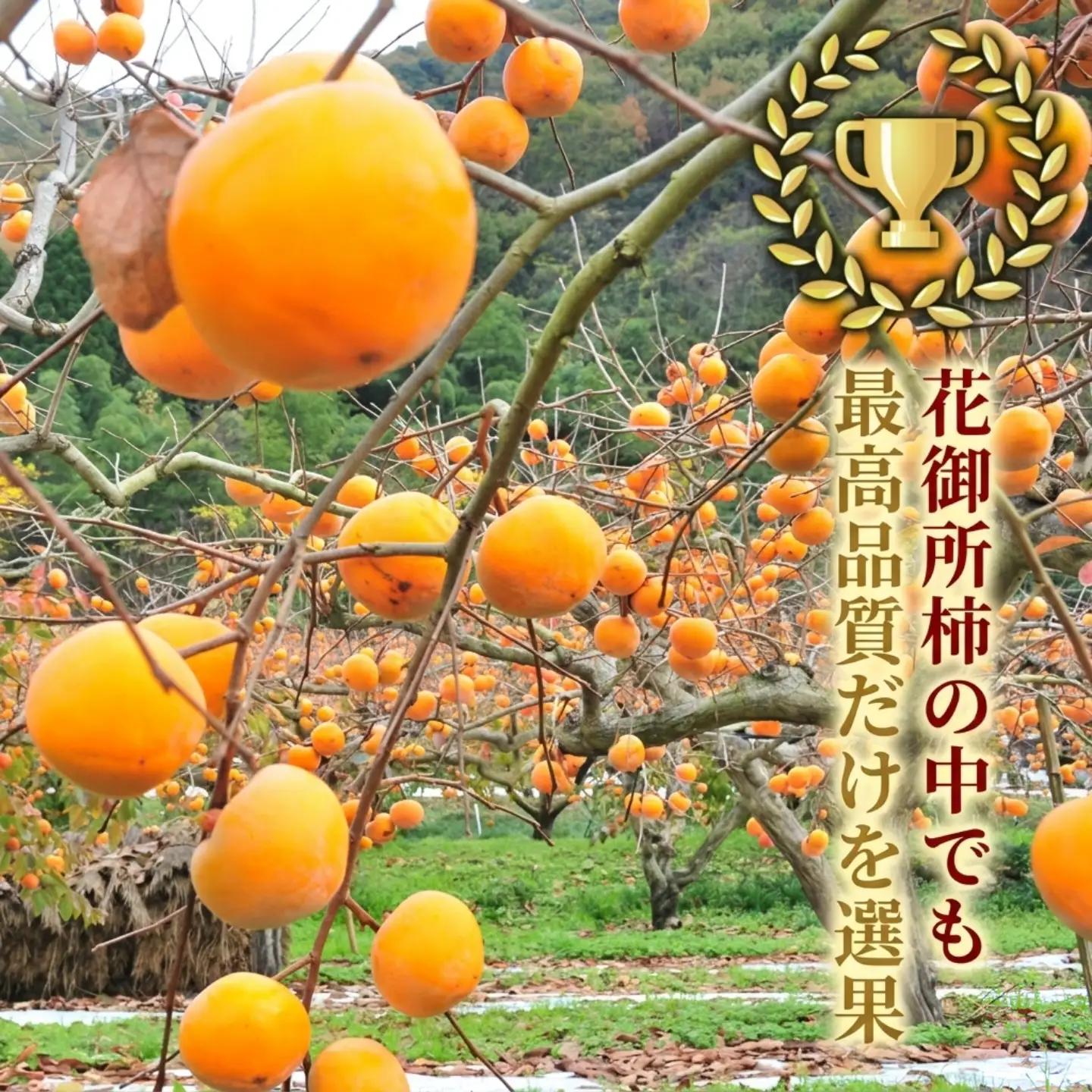 Y088 こおげ花御所柿 2kg