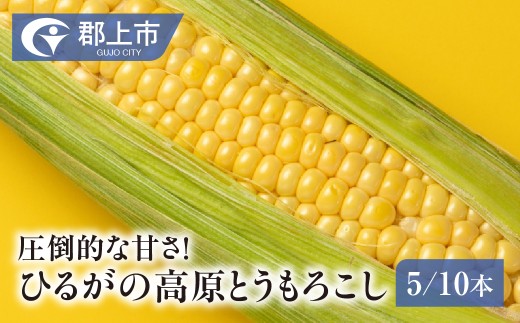 ≪在庫残り僅か≫ ひるがの高原とうもろこし 5本 入り 2026年産 夏限定 トウモロコシ 甘い おいしい とうもろこし コーン 野菜 やさい 生 旬 夏 BBQ 焼肉 おおもの など 産地直送 岐阜県 郡上市 郡上
