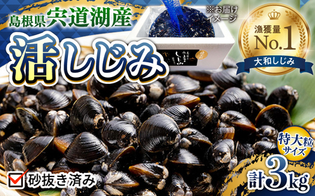 しじみ 新鮮採れたて！宍道湖産活大和しじみ特大粒3kg(砂はき済み) 島根県松江市/平野缶詰有限会社[ALBZ024] しじみ しじみ