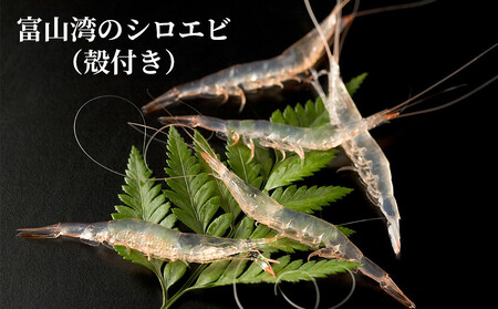 富山湾のシロエビ（殻付き）300g