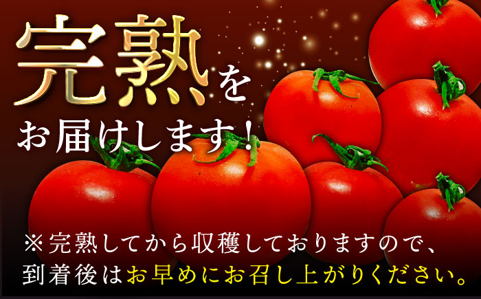 松本さんの極上ミニトマト 約1kg
