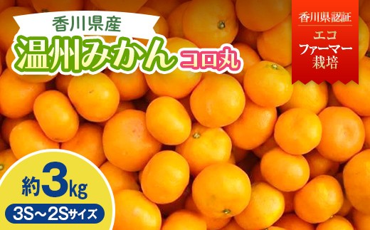 
                  2026年秋よりお届け 瀬戸内　小みかん！コロ丸　約3kg 果物類 柑橘類 フルーツ FAH-0184
                