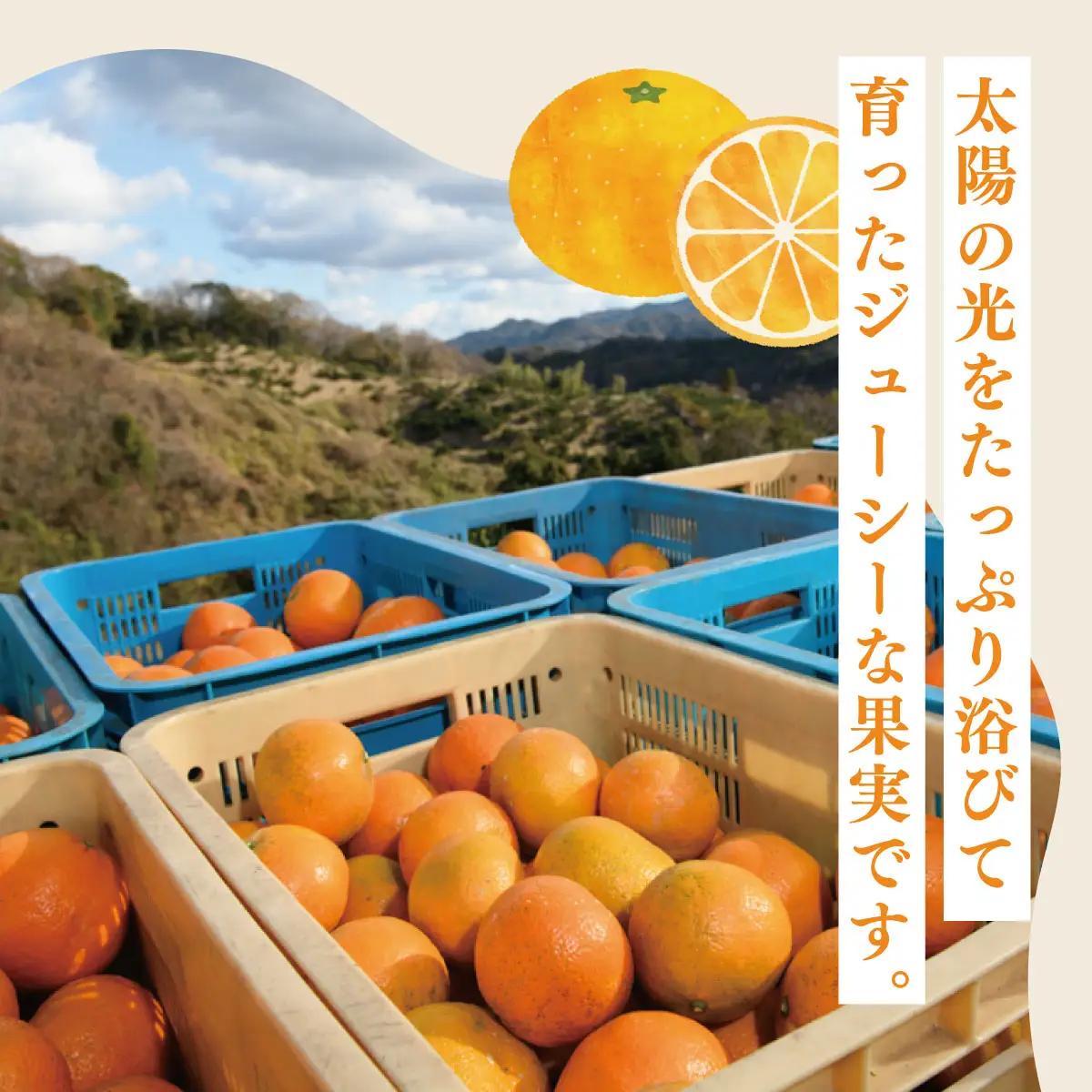 【先行受付】愛媛県産 伊予柑 10kg 2L～L みかん いよかん