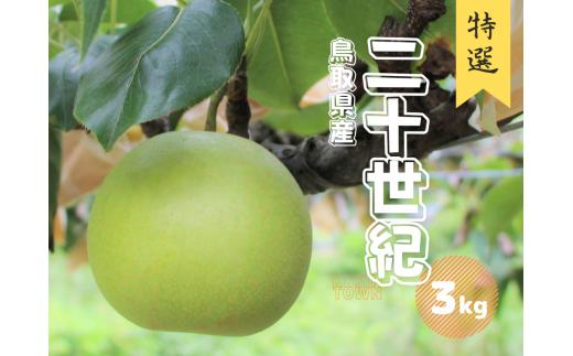 二十世紀梨 特選 約3kg 6~8玉前後 鳥取県産 先行予約受付 2025年秋収穫分 なし 3キロ TM24 0680