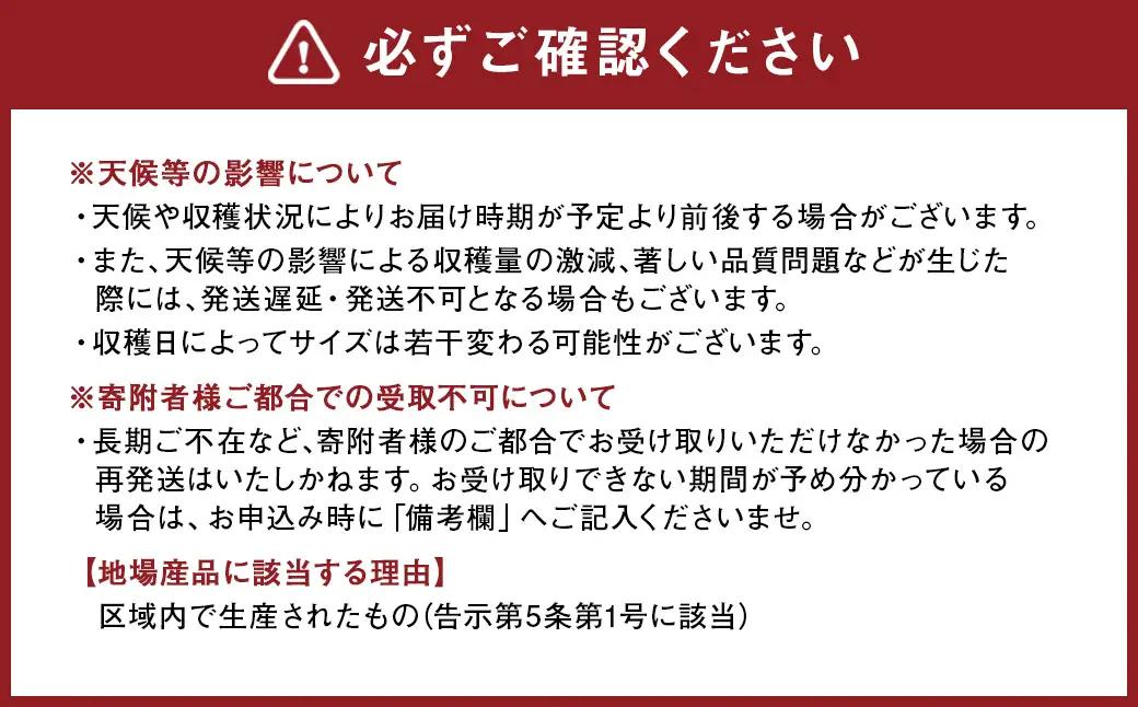 熊本県産晩白柚 2玉入り 【2026年12下旬発送開始】 みかん ミカン 柑橘 果物 くだもの フルーツ