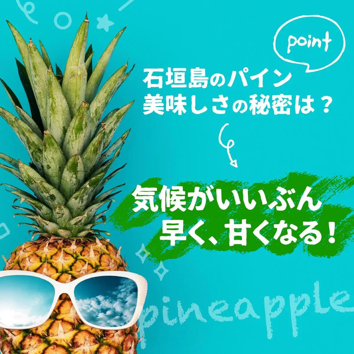 石垣パイン ハワイ種 3個セット