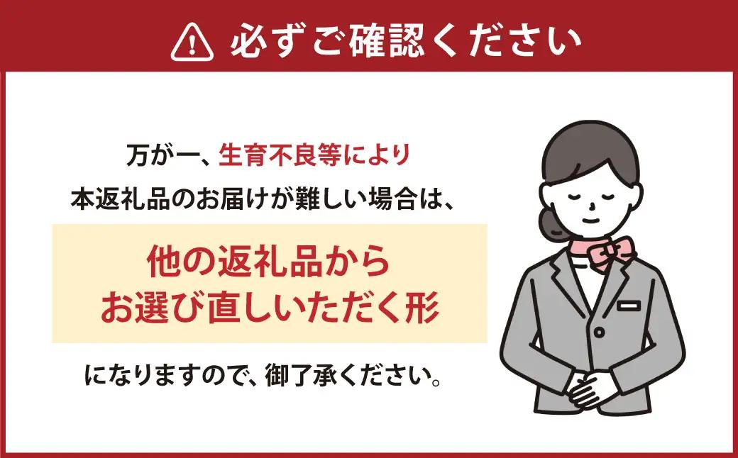 熊本県産晩白柚 2玉入り 【2026年12下旬発送開始】 みかん ミカン 柑橘 果物 くだもの フルーツ