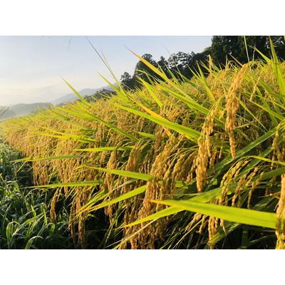 ふるさと納税 村上市 【精米即日発送】【令和6年産米】新潟県村上市産 特別栽培米　新之助 精米 6kg A4100 |  | 03