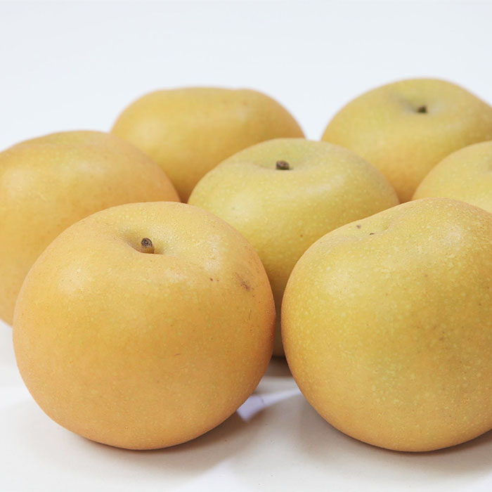 山形産 和梨(あきづき) 秀 3kg(6～12玉) 【令和6年産先行予約