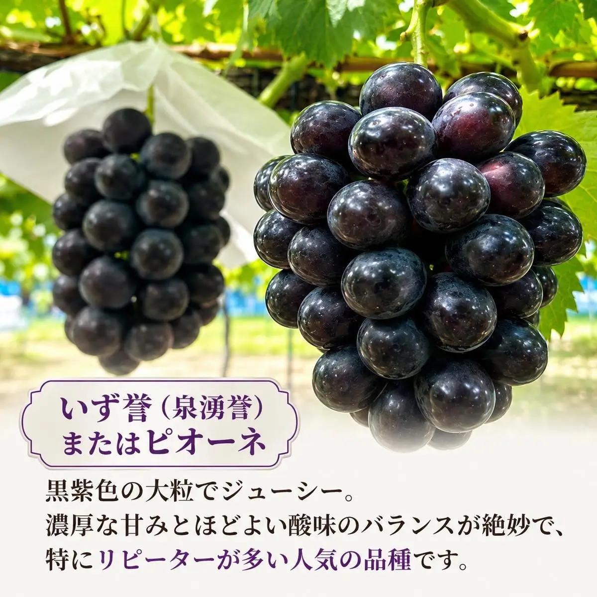 ぶどうセットシャインマスカットブーゲンビリアピオーネぶどうセット【3房1.5kg】【先行予約】