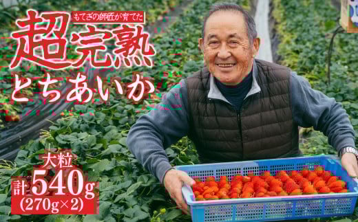 【先行受付：3月以降発送】いちご「茂木完熟いちご」師匠が育てた朝採れとちあいか 大粒 約270g × 2パック 合計約540g | いちご イチゴ 苺 とちあいか とちあいか 甘い あまい  完熟 果物 フルーツ 関いちご園 栃木県 茂木町