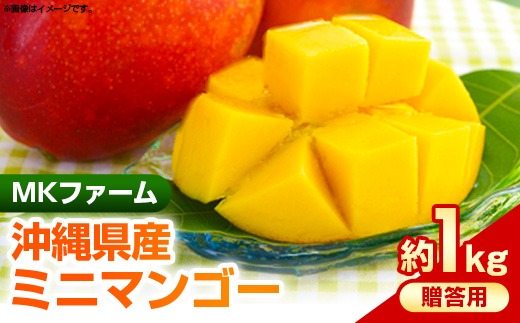 【2025年発送】MKファームの贈答用ミニマンゴー約1kg【贈答用】- 贈答用 ギフト 沖縄県産 産地直送 南国フルーツ 旬の味覚 ミニマンゴー オススメ 沖縄県 八重瀬町