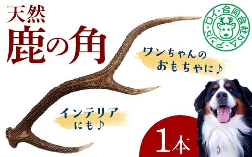 シカの角 1本　鹿 シカ ジャーキー 犬 ペット ワンコ ワンちゃん おもちゃ 角 ツノ インテリア 飾り 置き物 おすすめ 天然 野生 肉 ジビエ 国産 ごほうび 健康 噛む ストレス ひまつぶし 歯 歯みがき 歯垢 歯石除去 工作 芸術 小型犬 中型犬 大型犬 房総 千葉県