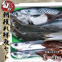 【ふるさと納税】宮崎県串間産 朝獲れ鮮魚セット計約3～4kg(4～5種) 定置網による厳選「朝獲れ鮮魚」を漁師直送！ 海の幸【豊漁丸】【KU070】