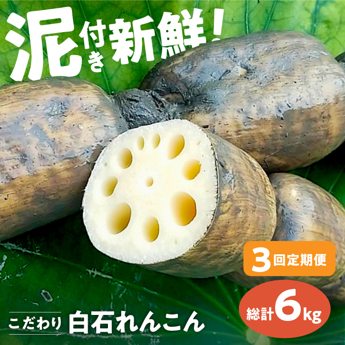 【先行予約】【全3回定期便】 れんこん 2kg×3回（総計6kg） 【れんこんの家やました】 [IAW005]