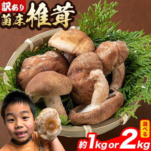 【ふるさと納税】椎茸 きのこ 訳あり 菌床椎茸 選べる 1kg 2kg サイズ未選別 motochi農園《11月上旬-3月中旬に出荷予定》 岩手県 九戸村 野菜 岩手県産 国産 お取り寄せ 送料無料 大きい 不揃い シイタケ 山盛り 干し椎茸 肉厚 出汁 煮物 鍋 茶碗蒸し