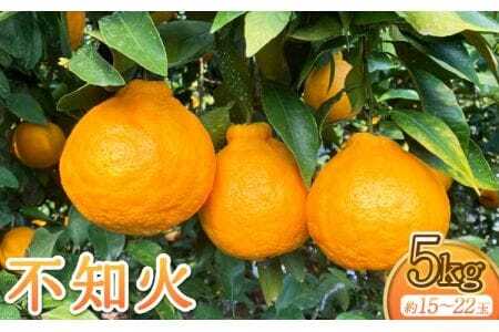 不知火 約5kg 15玉〜22玉前後 2026年3月上旬から5月上旬発送予定 木村果樹園