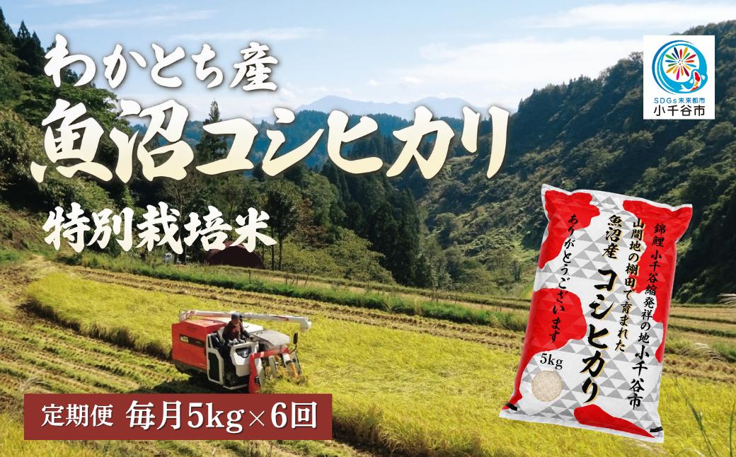 
                  【6か月定期便 魚沼産コシヒカリ 錦鯉デザイン】令和8年産 新米 コシヒカリ 特別栽培米 棚田米 精米 合計30kg（5kg×毎月お届け全6回） 錦鯉発祥の地・小千谷 | 魚沼産こしひかり 魚沼コシヒカリ 新潟県産コシヒカリ 新潟産コシヒカリ 錦鯉 縁起物 内祝い お米 米 白米 新潟県 小千谷市 【0002-WA02DB00】
                