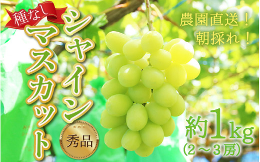 【先行予約】【種なし】上野梨園のシャインマスカット 約1kg【朝採れ】【秀品】 農園直送【上野の葡萄】 / ぶどう フルーツ 果物 くだもの 贈答 お土産 種なし 旬 皮ごと食べる 　美容 ぶどう狩り 巨峰に負けない 爽やかな甘さ 大粒 新鮮 朝採れ 厳選 ※2025年9月上旬より順次発送