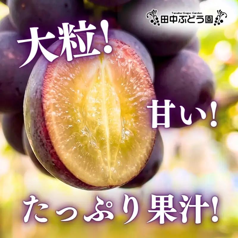 【2026年8月中旬頃出荷分先行予約】田中ぶどう園 厳選 ピオーネ 約2.0kg（3～4房） 