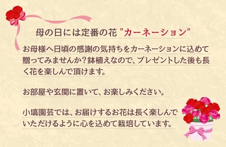 色とりどりのカーネーション （5号鉢） 3色セット 母の日 花 プレゼント (KAQ-1)
