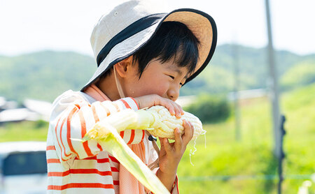 濃い甘さの白いとうもろこし（ホワイトコーン）　13本　個包装 とうもろこし トウモロコシ コーン 白いとうもろこし ホワイトコーン 朝どり 甘い 旬 兵庫県 洲本市 淡路島