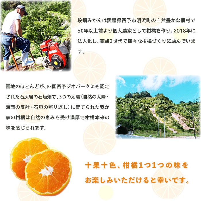 ＜愛媛県西予市産 温州みかん 家庭用 約10kg＞ 果物 くだもの うんしゅうみかん ウンシュウミカン ミカン 蜜柑 柑橘 フルーツ 自宅用 訳あり 旬 特産品 産地直送 段畑みかん株式会社 愛媛県 