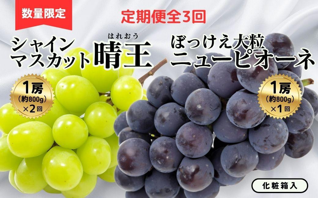 
            ＜定期便全3回＞シャインマスカット晴王1房800ｇ2回とぼっけぇピオーネ1房800ｇ1回の計3回コース
          