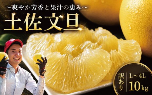 先行予約 訳あり 文旦 家庭用 10kg L～4L 土佐文旦 文旦訳あり 柑橘 フルーツ 文旦 数量限定 期間限定 みかん 蜜柑 ぶんたん ブンタン 文旦 分担 訳あり文旦 高級 国産 文旦 冬 春 旬 果物 果物類 新鮮 文旦 お裾分け ギフト 贈答 冬ギフト デザート 柑橘 農家直送 産地直送 送料無料 訳アリ 大玉 小玉 文旦高知 大北果樹園 高知県 安芸市 【2027年2月上旬～発送】