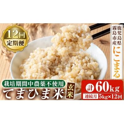 ふるさと納税 霧島市 12回定期《令和7年産》てまひま米・玄米(品種:にこまる)(計60kg)【末蜜農園】K-391-G