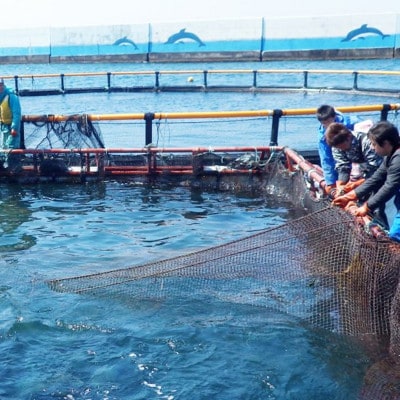 青森サーモン　サク　100g×5サクセット【配送不可地域：離島】【1734233】
